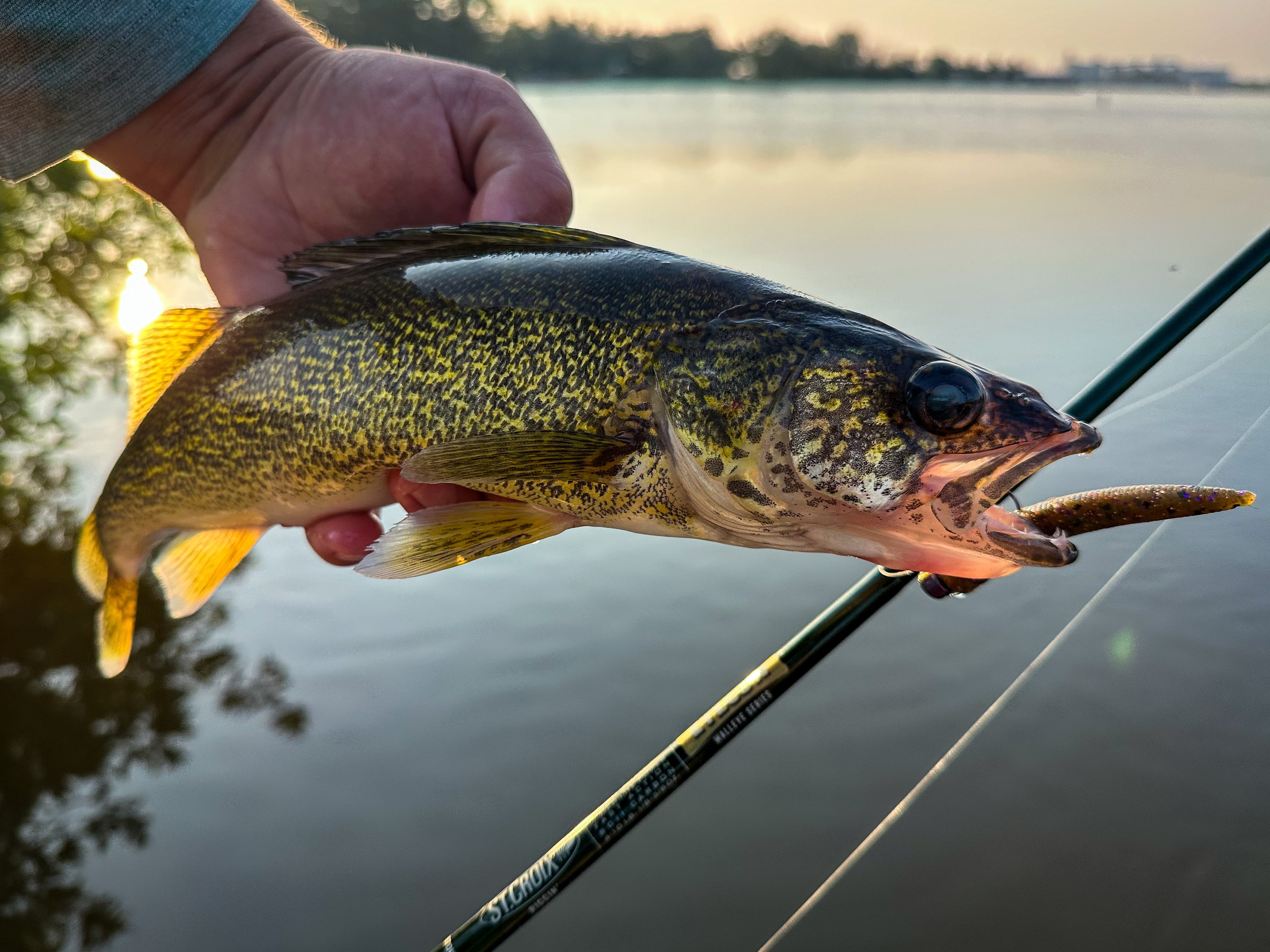 Eyecon – Croix Rod